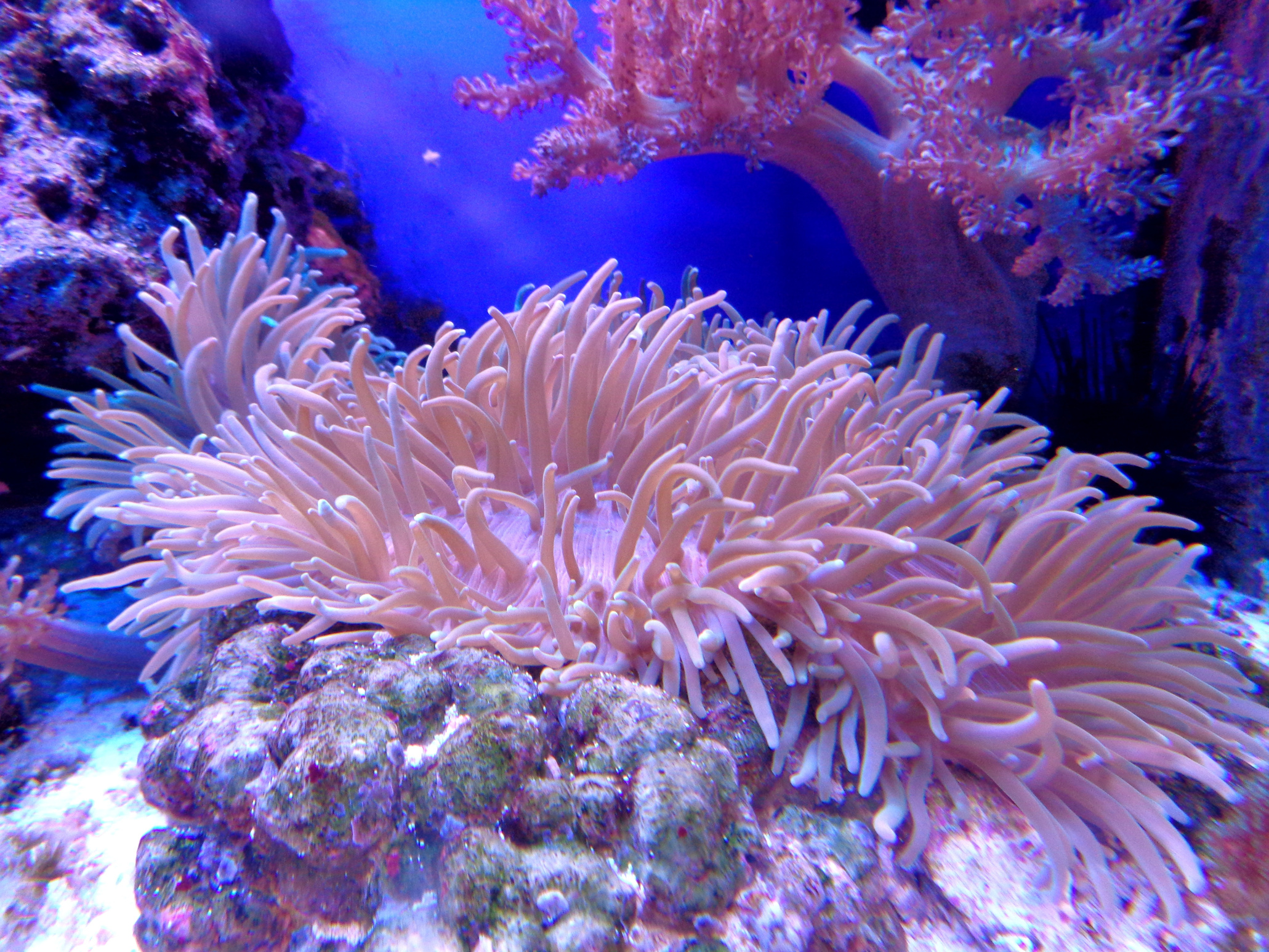 Corals in an Aquarium